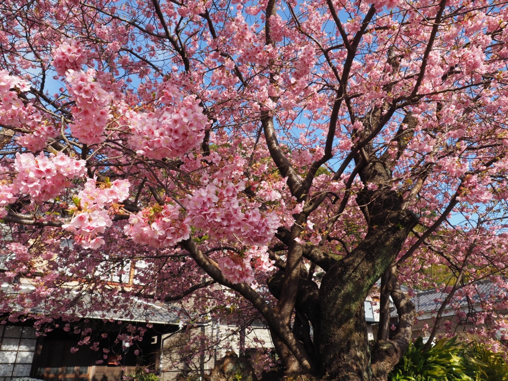 f:id:tanico:20160219144202j:plain