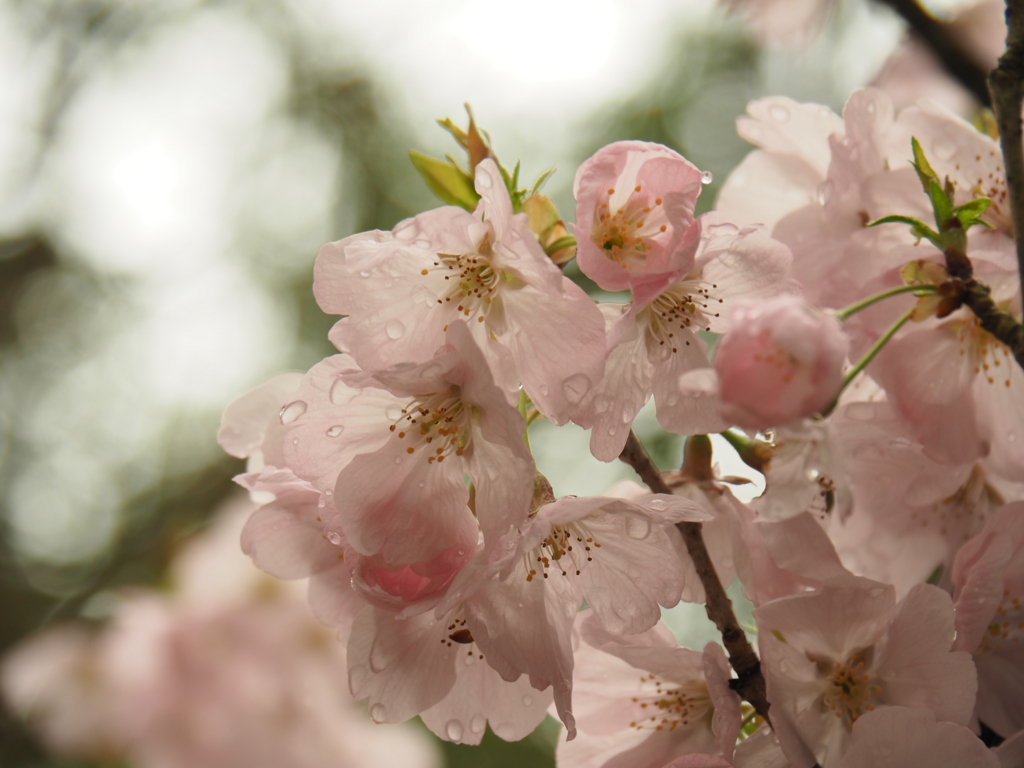 f:id:tanico:20170407111424j:plain