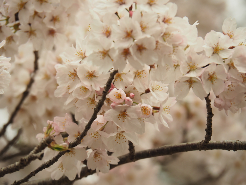 f:id:tanico:20170407133322j:plain