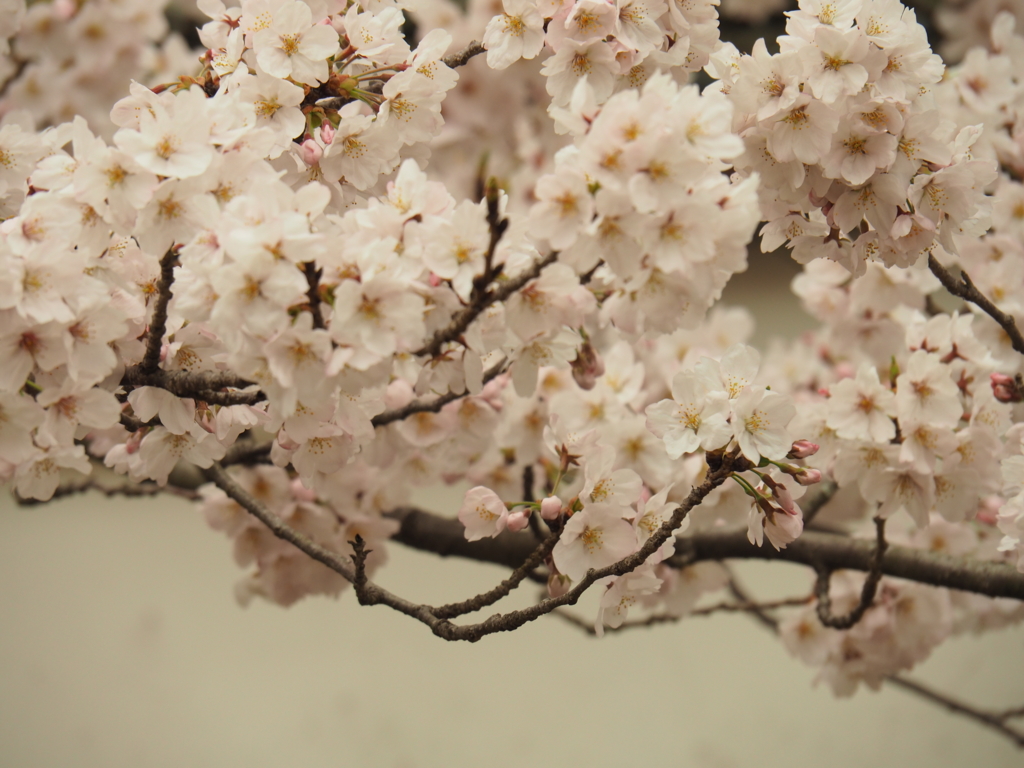 f:id:tanico:20170407144327j:plain