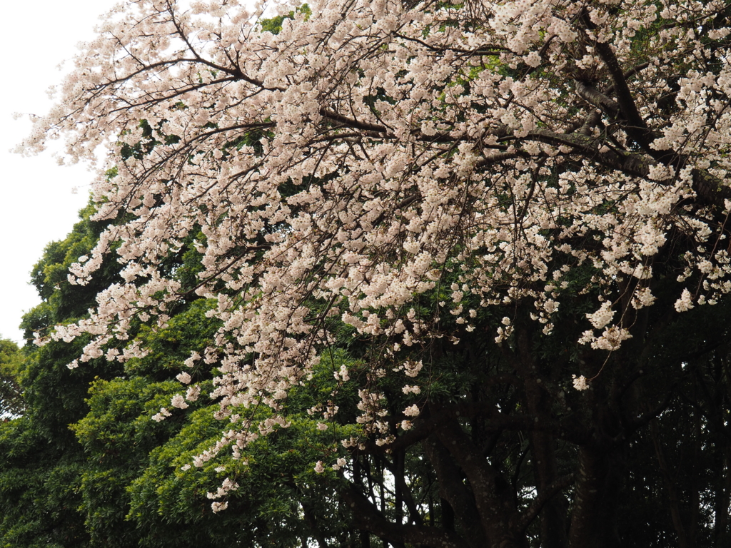 f:id:tanico:20170408114817j:plain
