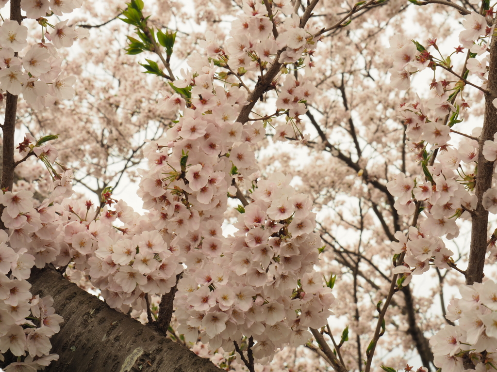 f:id:tanico:20170409123122j:plain