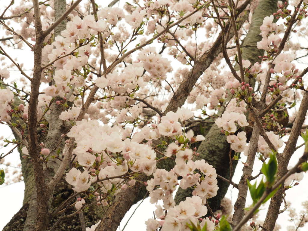 f:id:tanico:20170409123627j:plain