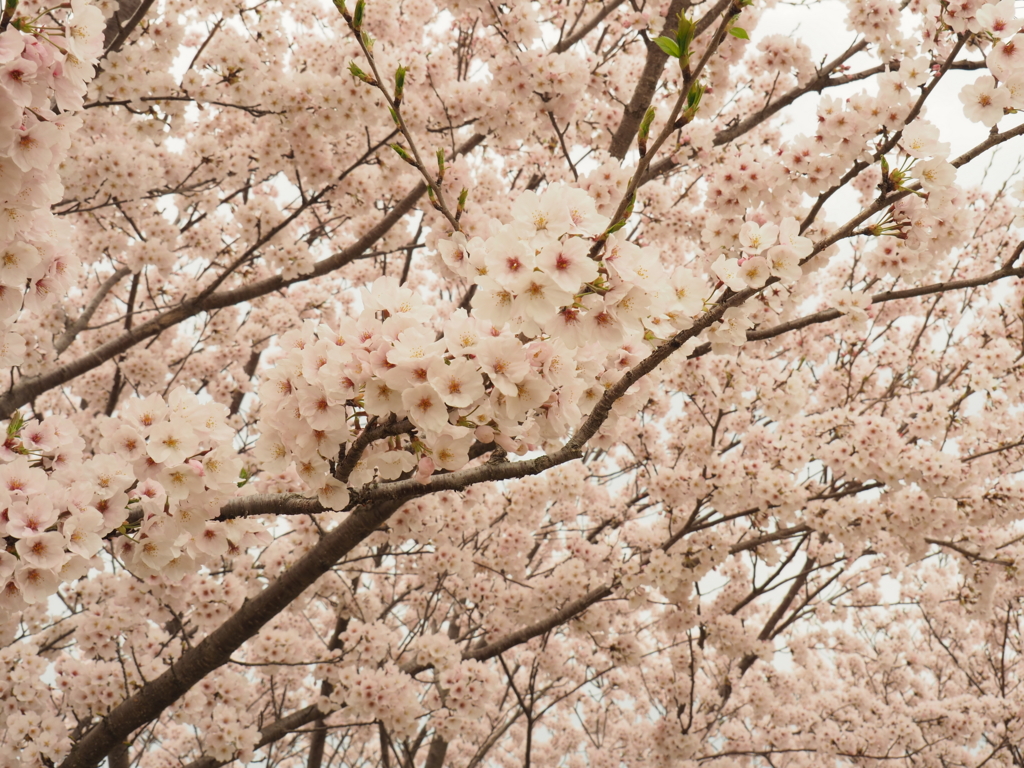 f:id:tanico:20170409123940j:plain