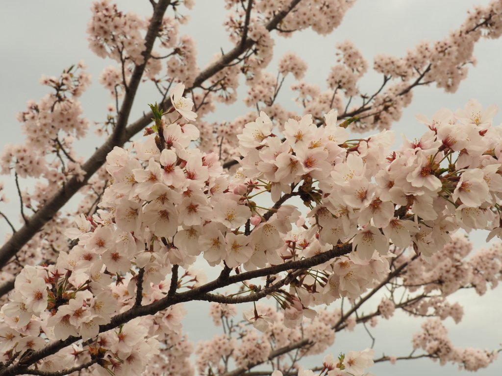 f:id:tanico:20170409124335j:plain