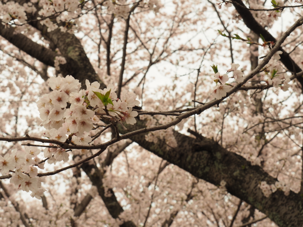 f:id:tanico:20170409130405j:plain