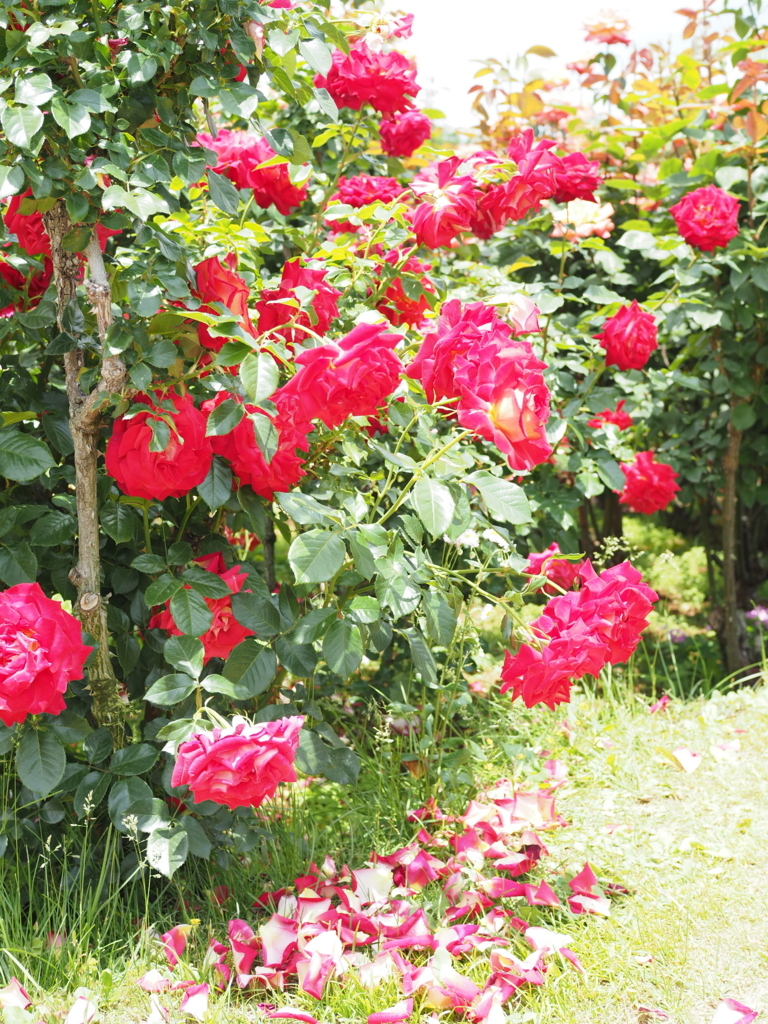 f:id:tanico:20170528113355j:plain f:id:tanico:20170528113355j:plain