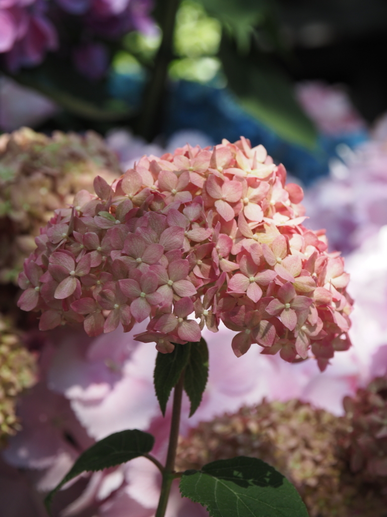 f:id:tanico:20170617095358j:plain f:id:tanico:20170617095358j:plain