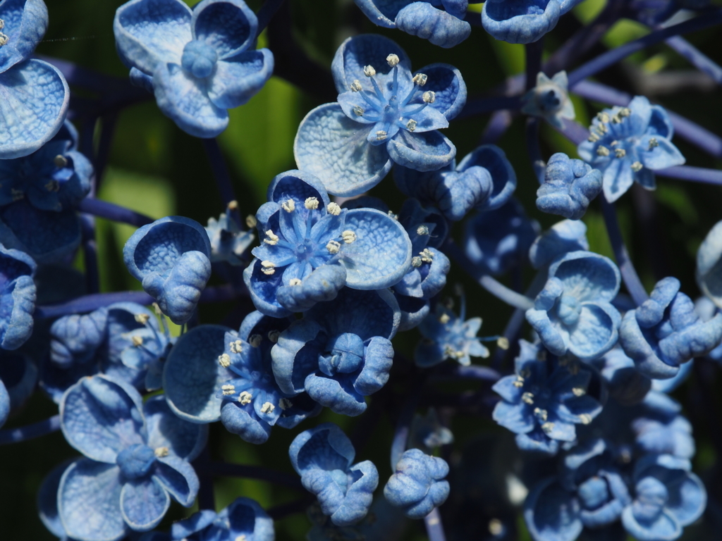 f:id:tanico:20170617100006j:plain f:id:tanico:20170617100006j:plain