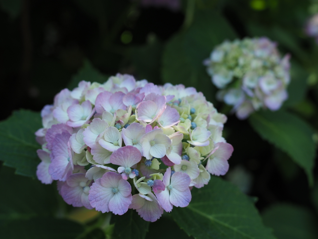 f:id:tanico:20170617102128j:plain f:id:tanico:20170617102128j:plain