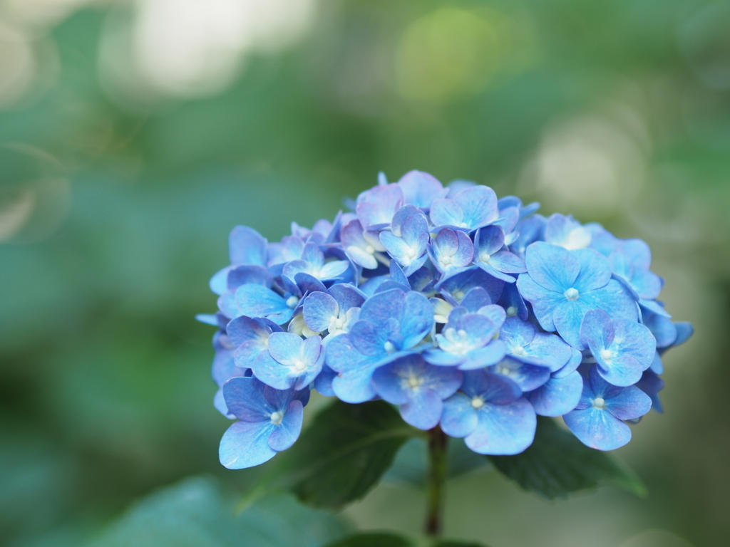 f:id:tanico:20170617104034j:plain