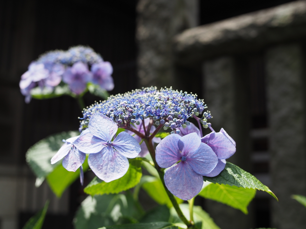 f:id:tanico:20170617112657j:plain f:id:tanico:20170617112657j:plain