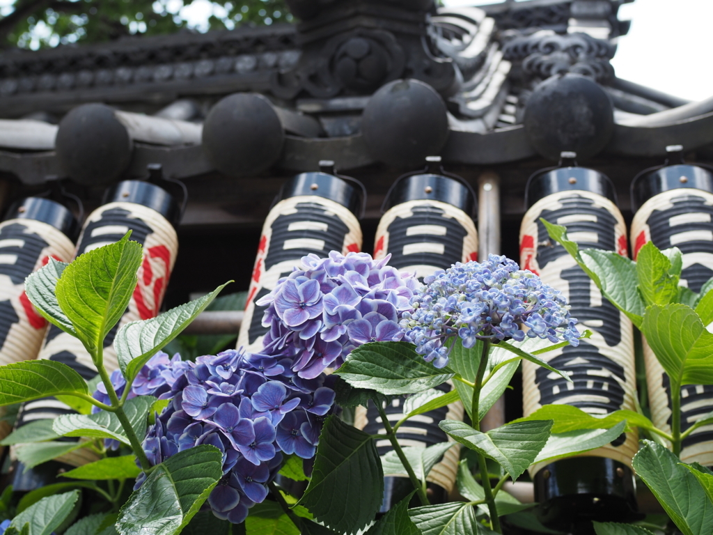 f:id:tanico:20170617113005j:plain f:id:tanico:20170617113005j:plain