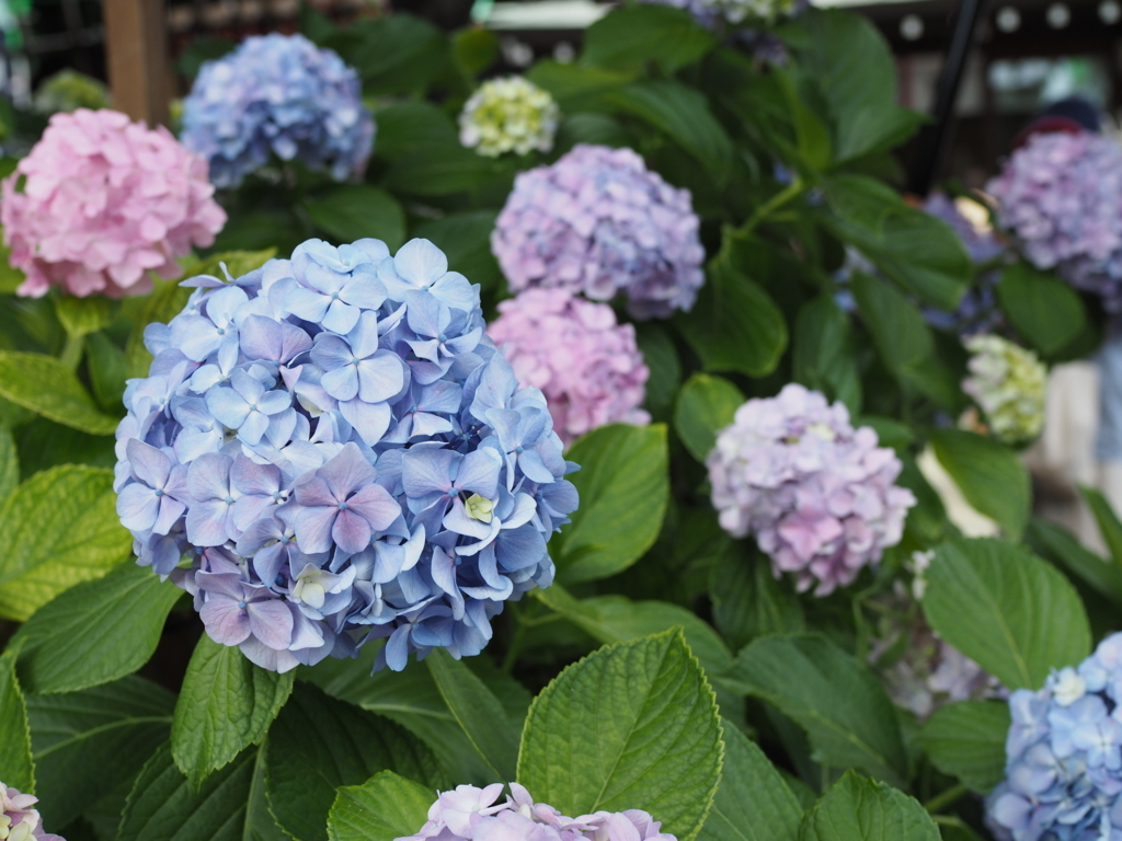 f:id:tanico:20170617113505j:plain f:id:tanico:20170617113505j:plain