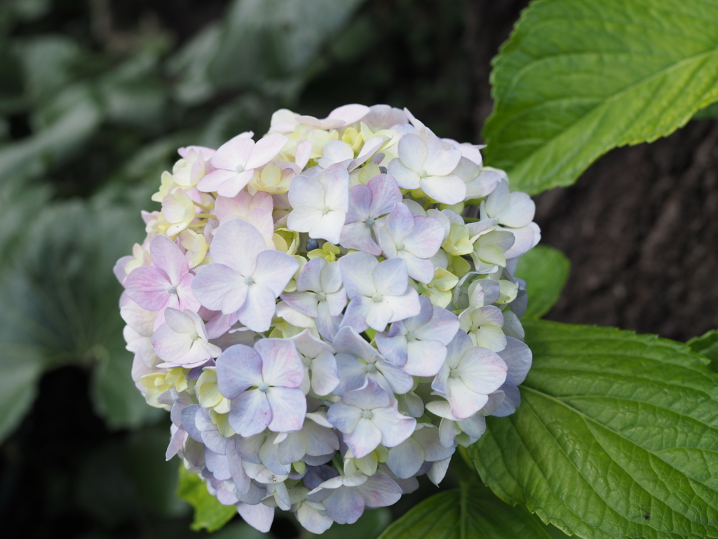 f:id:tanico:20170617113535j:plain f:id:tanico:20170617113535j:plain