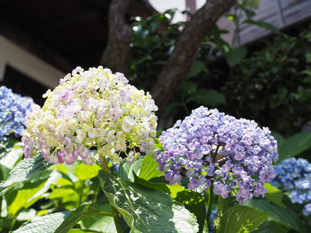 f:id:tanico:20170617114452j:plain f:id:tanico:20170617114452j:plain