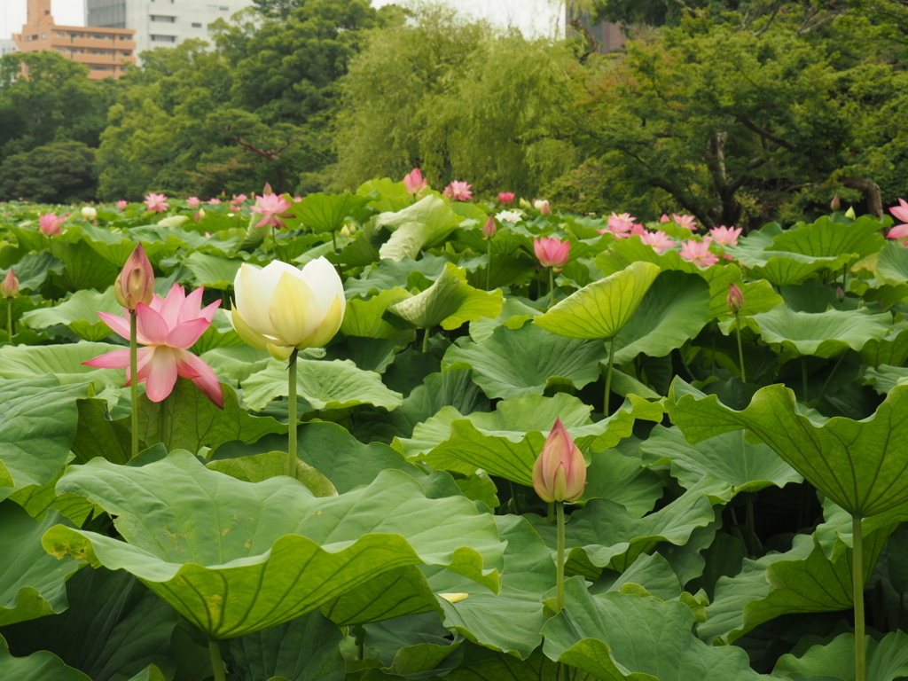 f:id:tanico:20170704092005j:plain f:id:tanico:20170704092005j:plain
