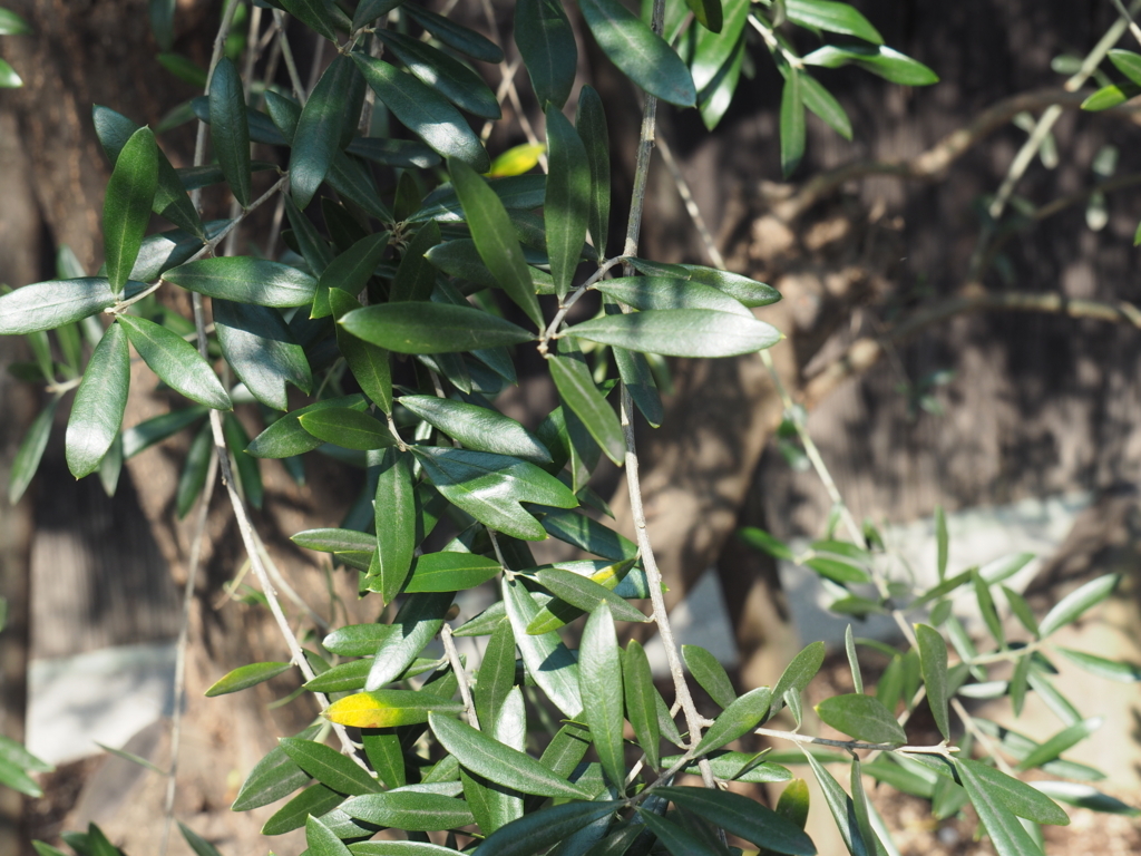 f:id:tanico:20171109132950j:plain f:id:tanico:20171109132950j:plain