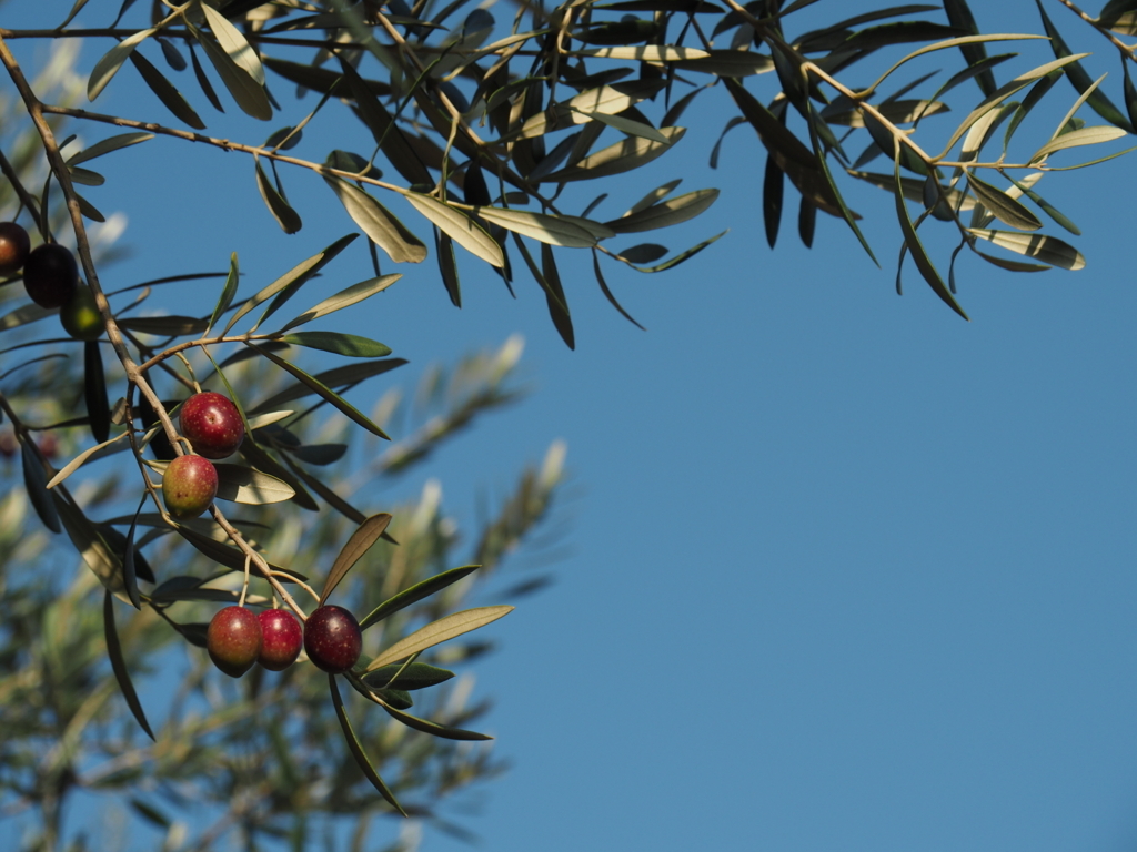 f:id:tanico:20171109150440j:plain f:id:tanico:20171109150440j:plain