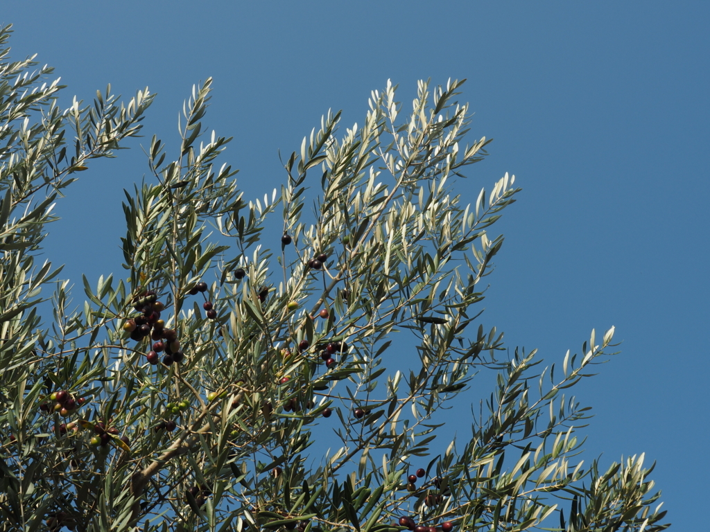 f:id:tanico:20171109150518j:plain f:id:tanico:20171109150518j:plain