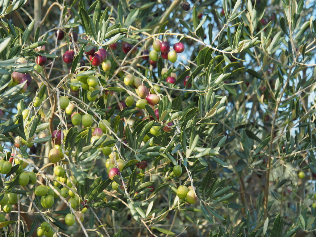 f:id:tanico:20171109152009j:plain f:id:tanico:20171109152009j:plain