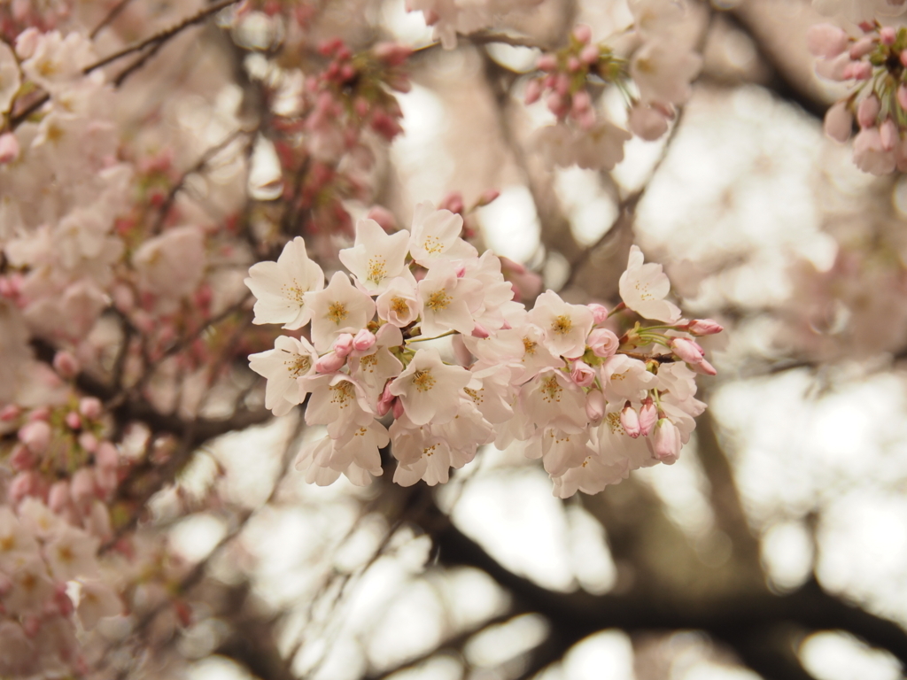 f:id:tanico:20180324160422j:plain