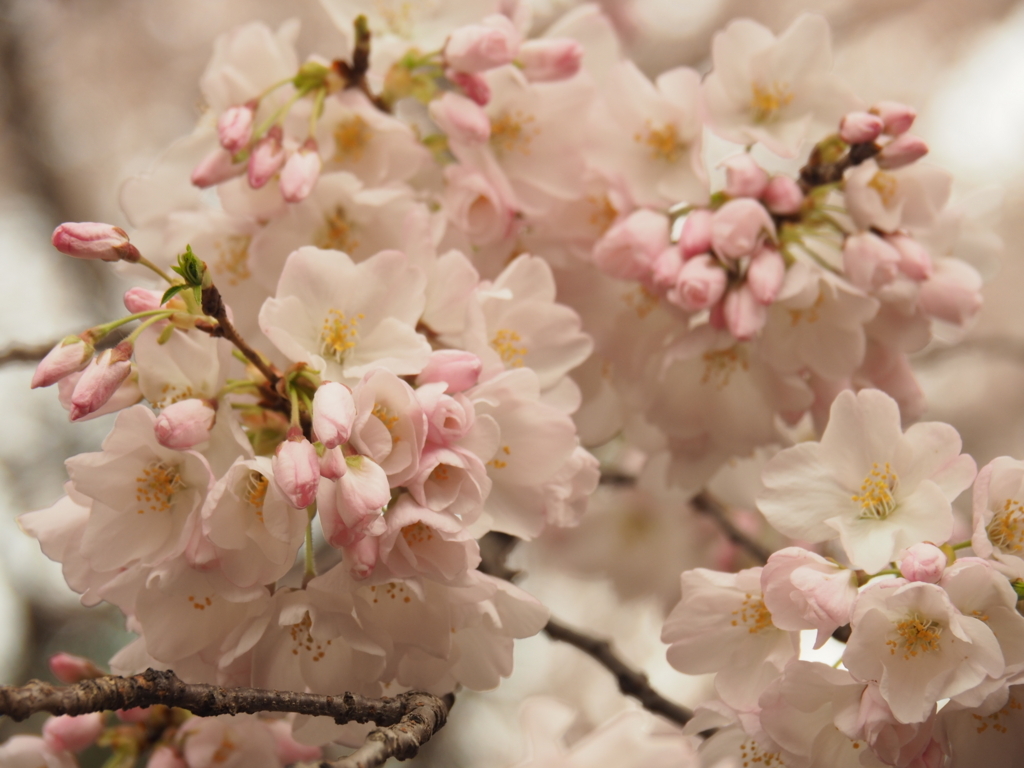 f:id:tanico:20180324160548j:plain