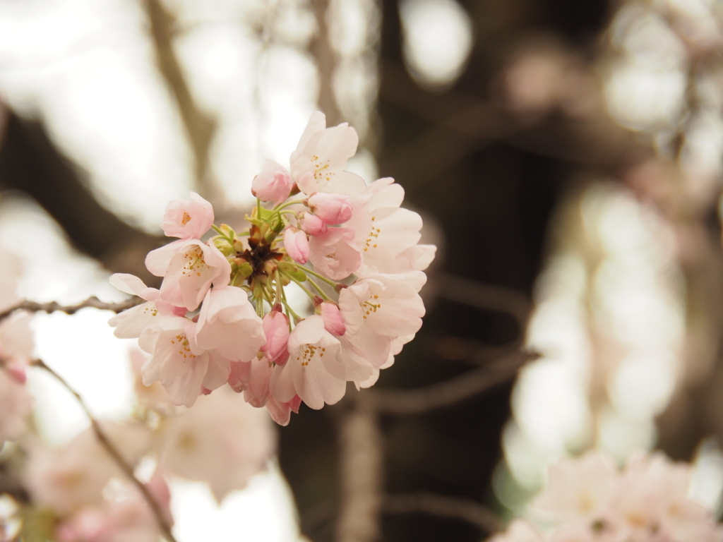 f:id:tanico:20180324160629j:plain