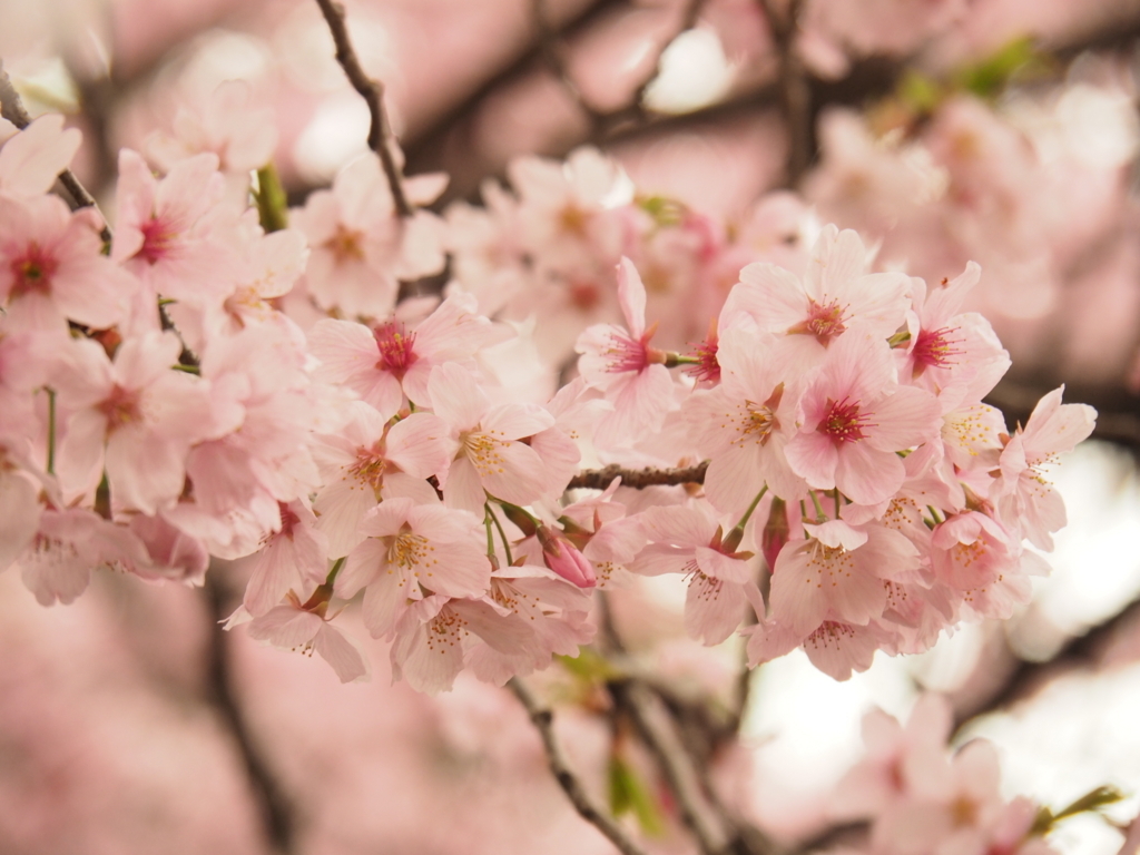 f:id:tanico:20180324160913j:plain