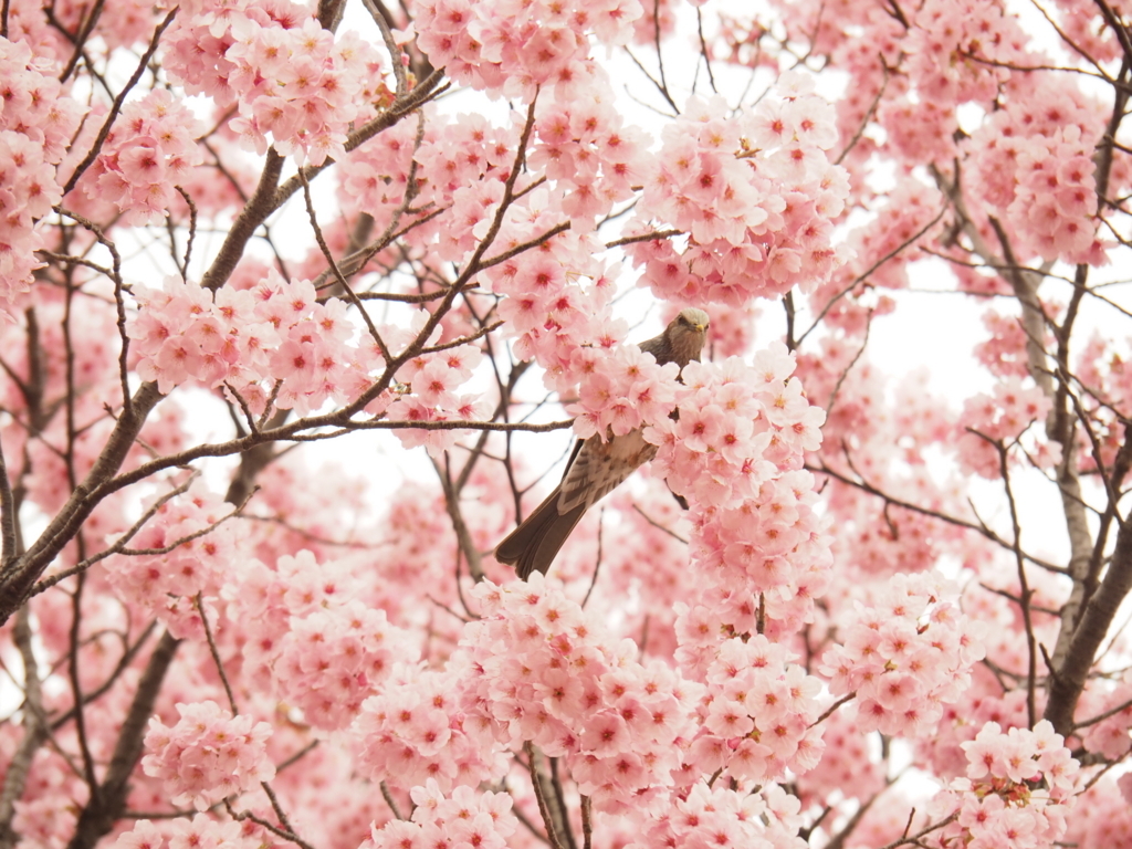 f:id:tanico:20180324163544j:plain