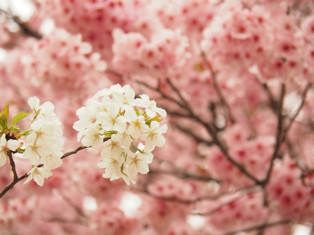 f:id:tanico:20180324164606j:plain