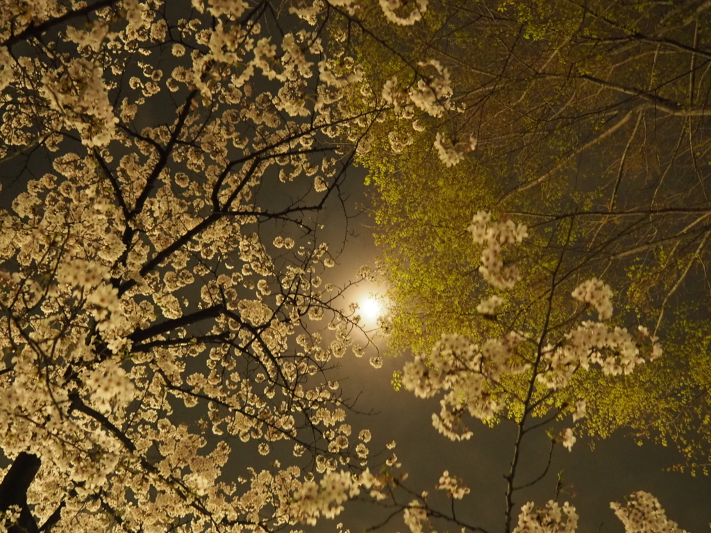 f:id:tanico:20180327212544j:plain f:id:tanico:20180327212544j:plain