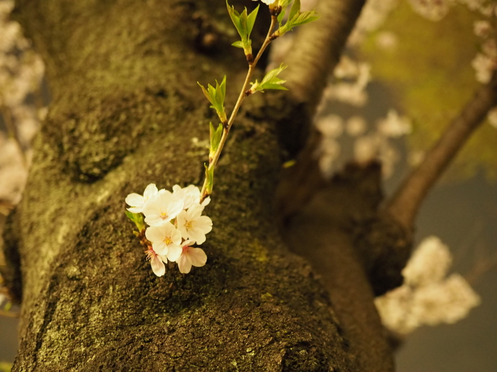 f:id:tanico:20180327212649j:plain f:id:tanico:20180327212649j:plain