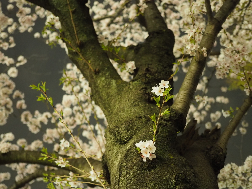 f:id:tanico:20180327212934j:plain f:id:tanico:20180327212934j:plain