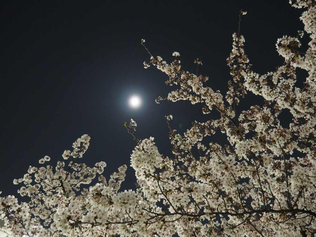 f:id:tanico:20180328221508j:plain f:id:tanico:20180328221508j:plain
