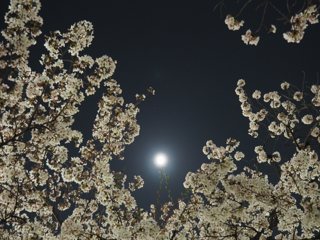 f:id:tanico:20180328221530j:plain f:id:tanico:20180328221530j:plain