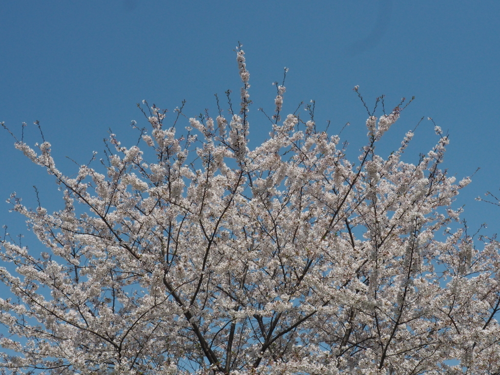 f:id:tanico:20180331132152j:plain