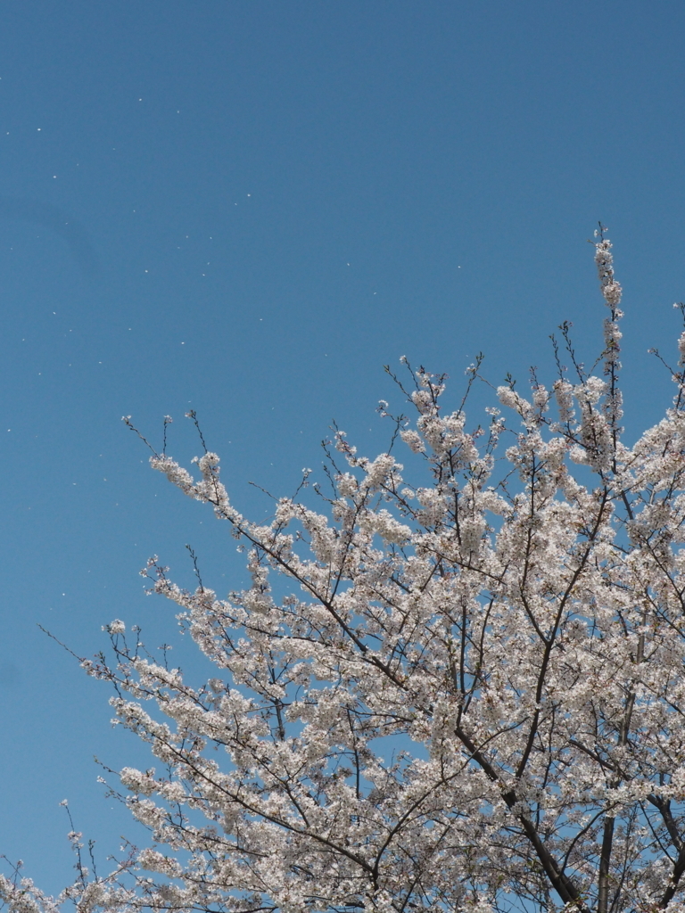 f:id:tanico:20180331132157j:plain