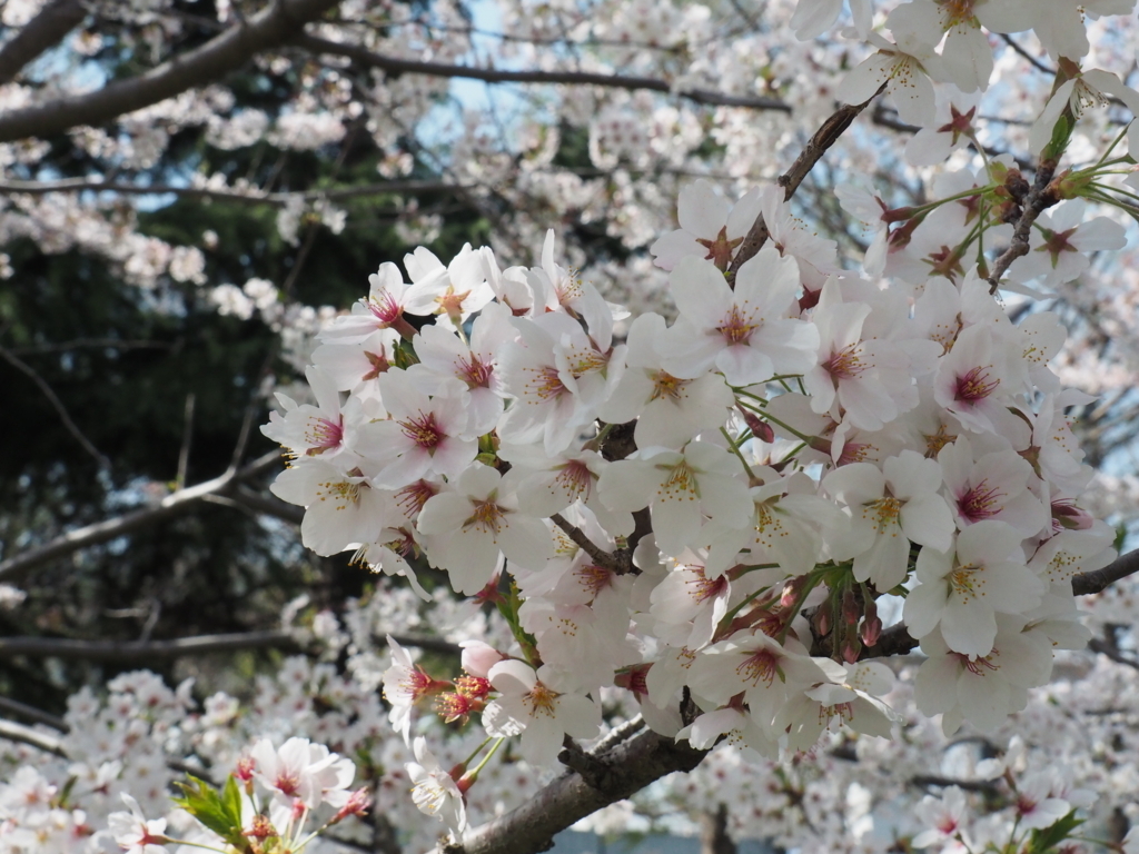 f:id:tanico:20180331132507j:plain