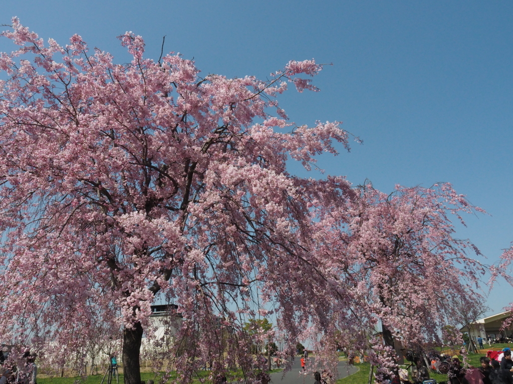 f:id:tanico:20180331133305j:plain