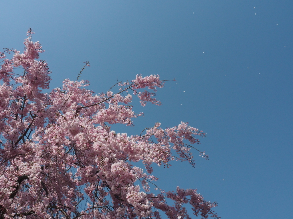 f:id:tanico:20180331133405j:plain