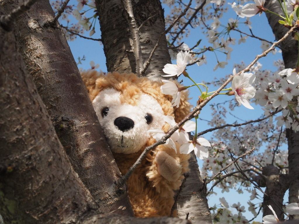 f:id:tanico:20180331141015j:plain