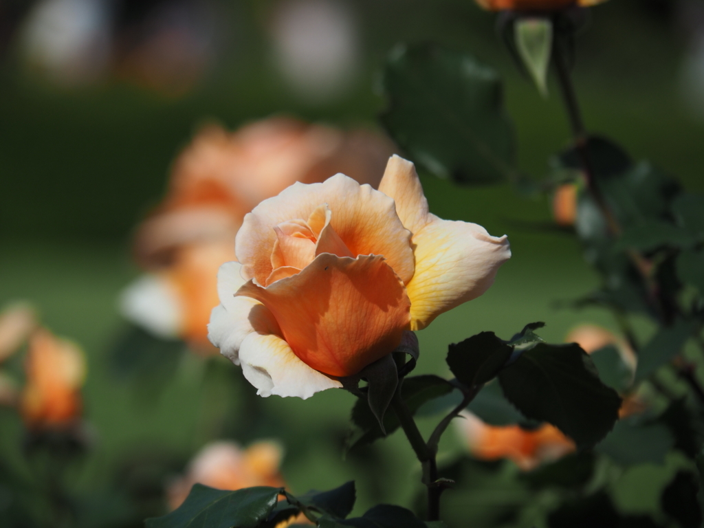 f:id:tanico:20180429145829j:plain