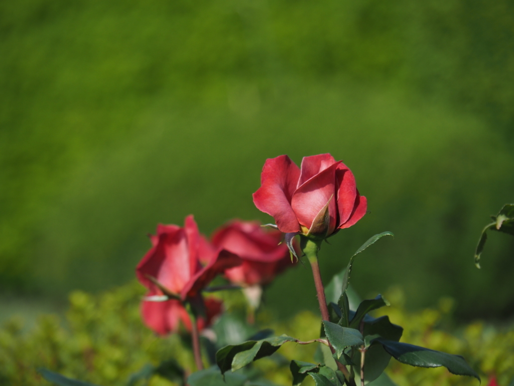 f:id:tanico:20180429150139j:plain