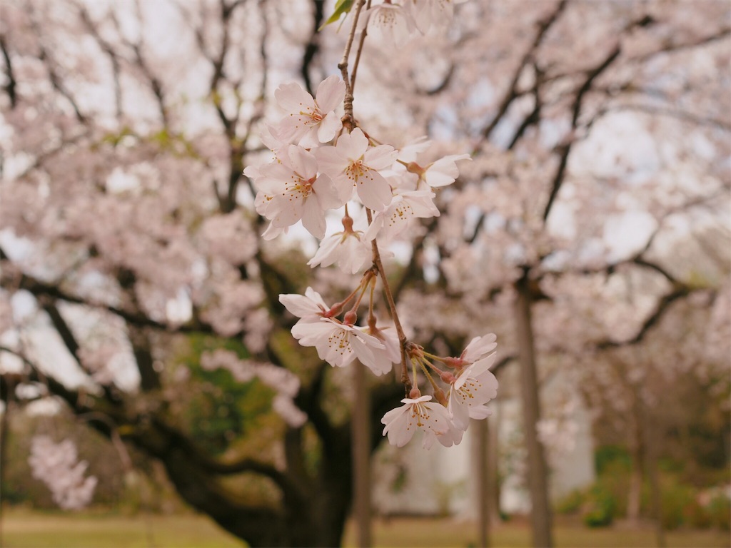 f:id:tanico:20180502135538j:image