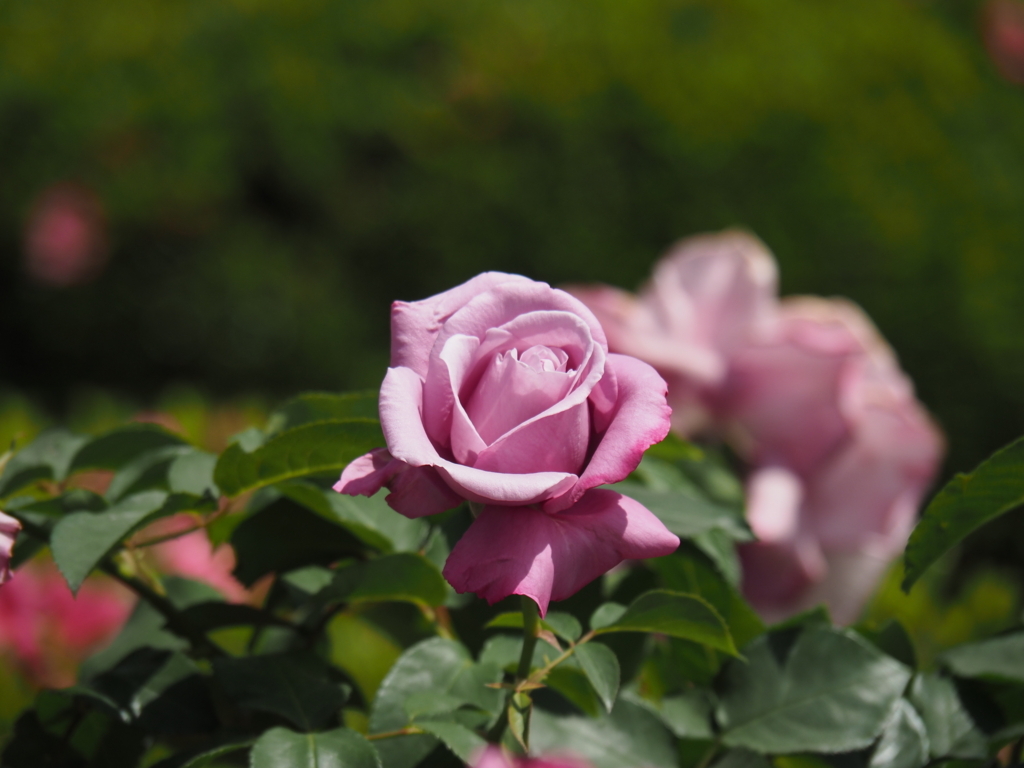 f:id:tanico:20180506123353j:plain