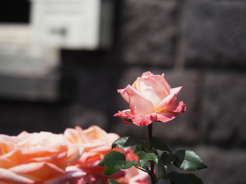 f:id:tanico:20180506123549j:plain