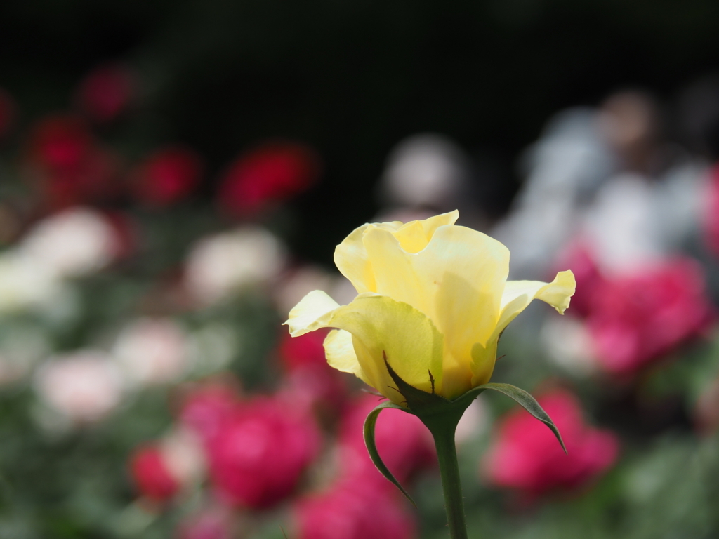 f:id:tanico:20180506124304j:plain