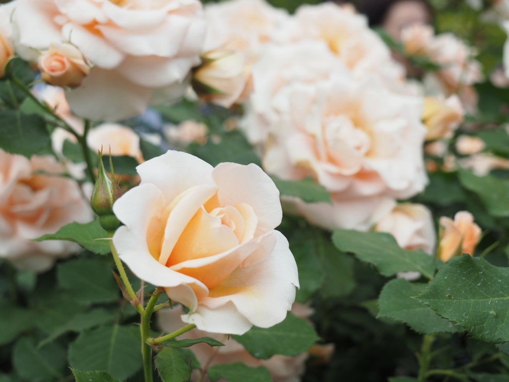 f:id:tanico:20180506125559j:plain f:id:tanico:20180506125559j:plain