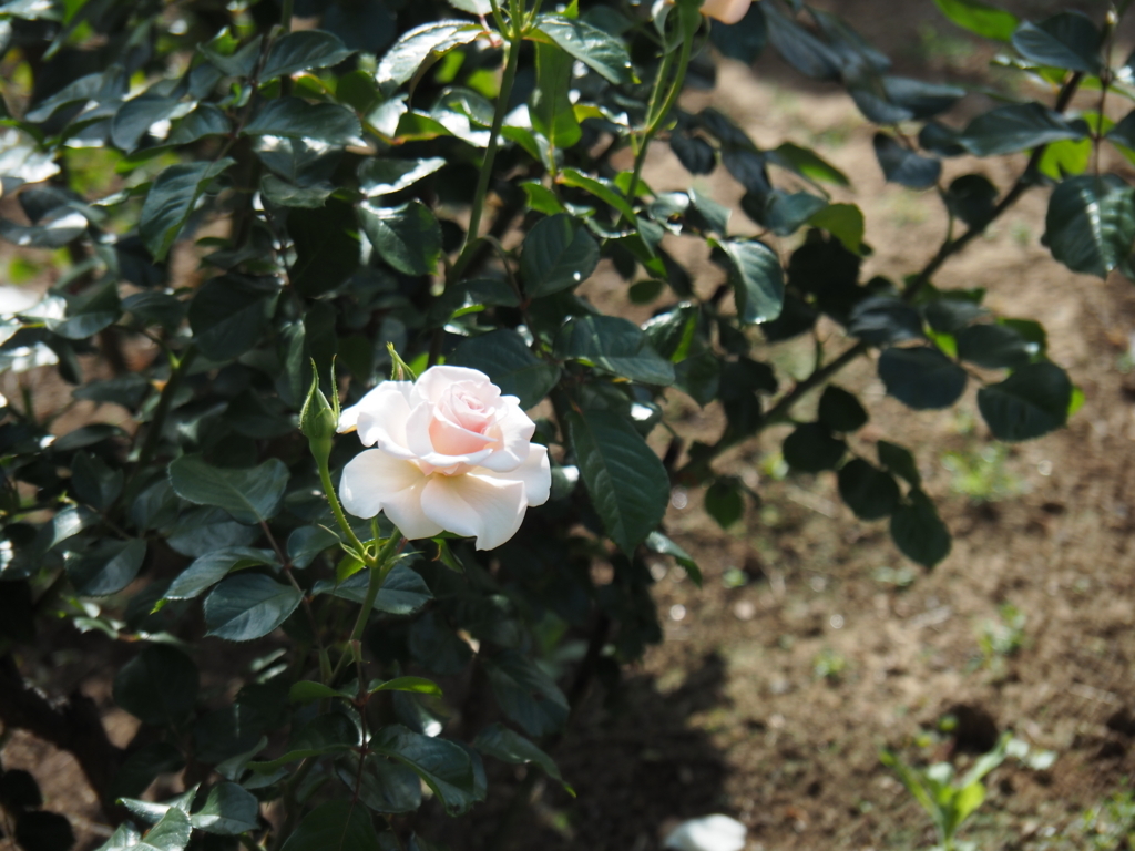 f:id:tanico:20180506144816j:plain